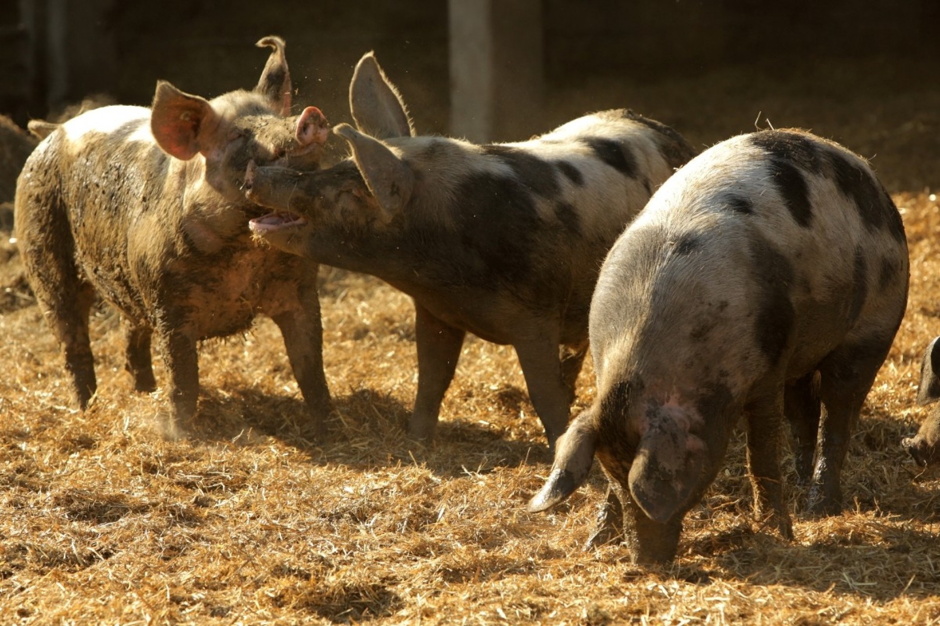 Ferkel vom Bunten Bentheimer Schwein