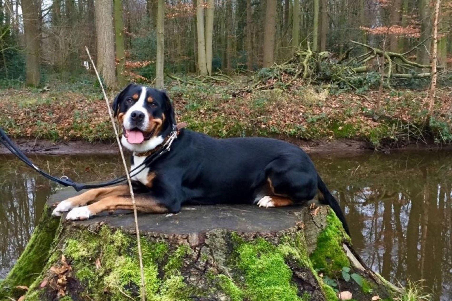 Genießen Sie einen tierisch guten Urlaub mit dem Hund