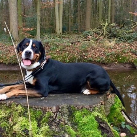 Genießen Sie einen tierisch guten Urlaub mit dem Hund