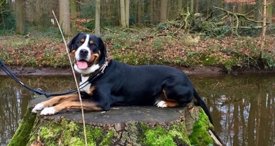 Genießen Sie einen tierisch guten Urlaub mit dem Hund