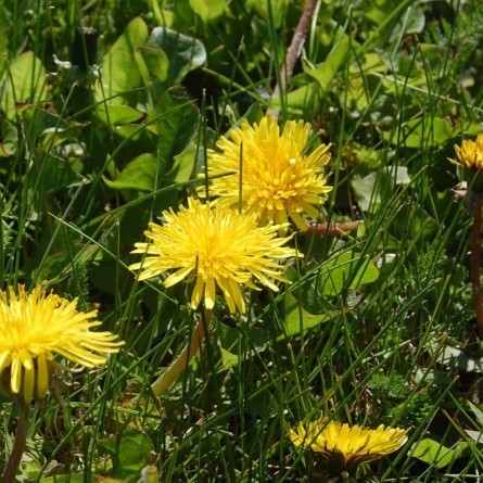 Frühling im Münsterland