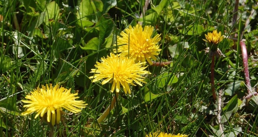 Frühling im Münsterland