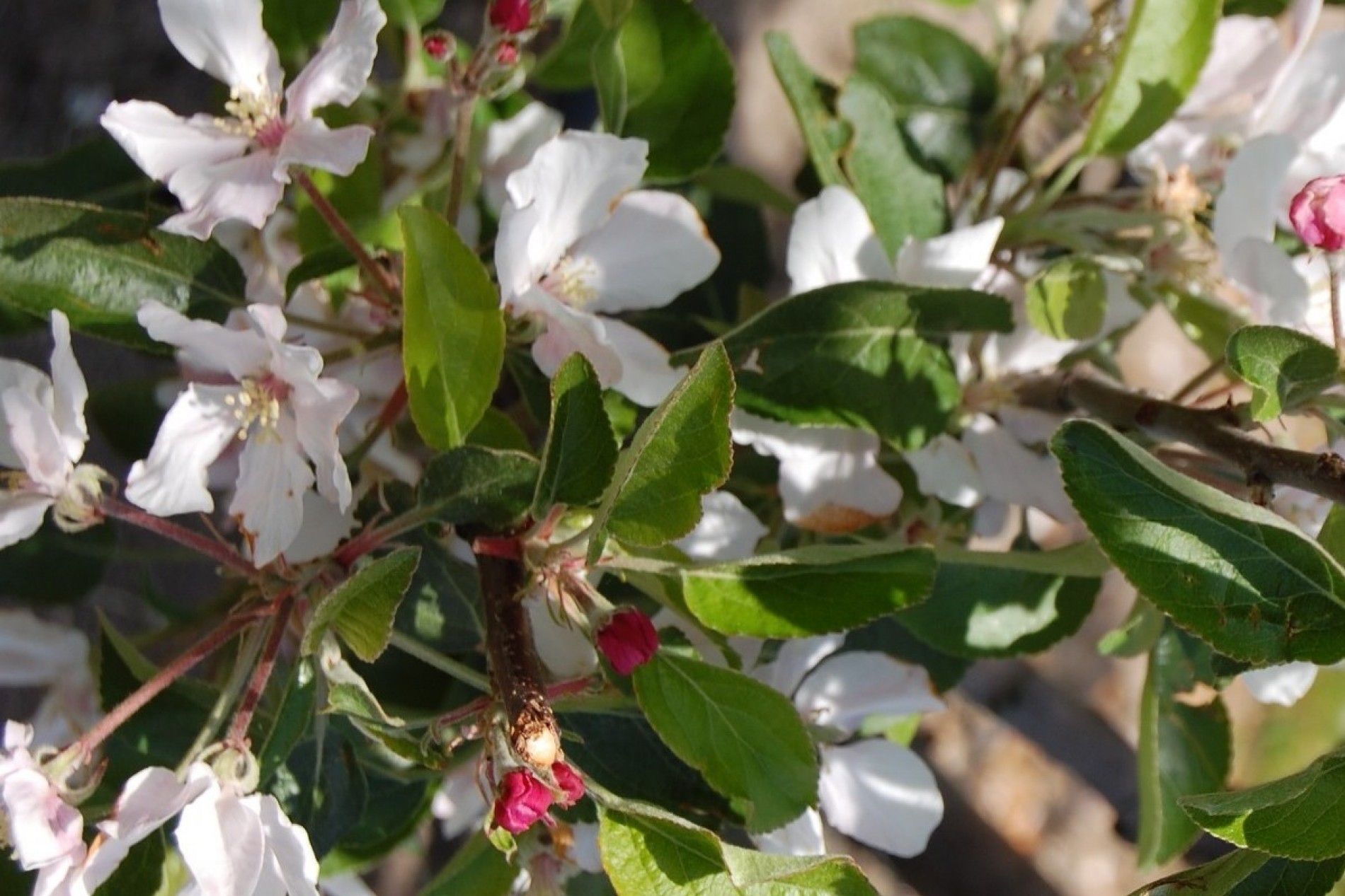 Blühende Obstbäume im Münsterland