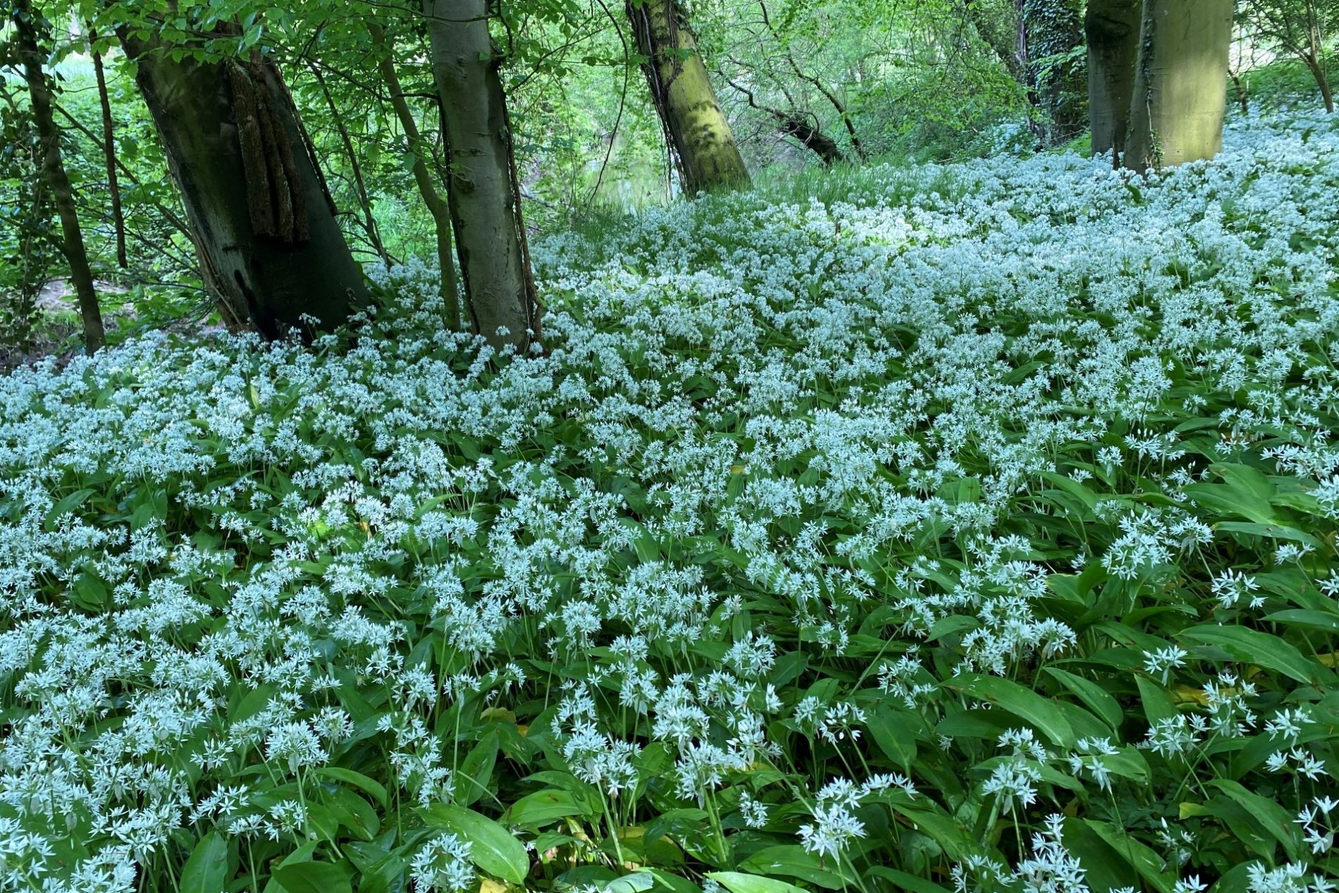 bluhender-barlauch-soweit-das-auge-reicht